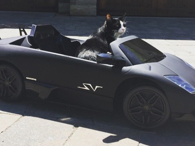 Канадец купил своему котику Lamborghini