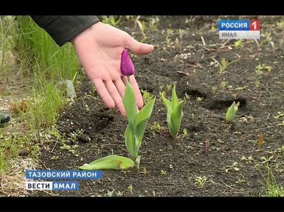 Тюльпаны : посадка осенью в открытый грунт, как и когда сажать, уход зимой Как правильно сажать тюльпаны в холодном климате Сибири
