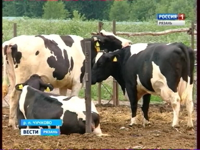 В Рязанской области более чем на треть выросли субсидии производителям молока