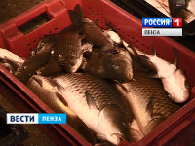 Пензенские рыбоводы используют условия эмбарго для развития бизнеса