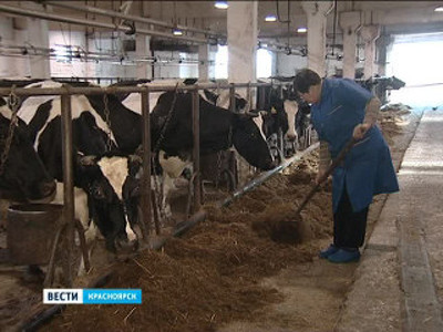 В Ермаковском районе построят новейший животноводческий комплекс