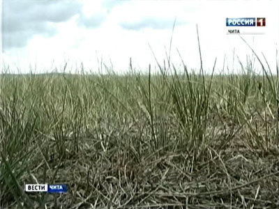 Режим ЧС в связи с засухой введен в Забайкальском крае