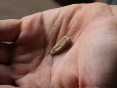 Французская девочка обнаружила древний человеческий зуб