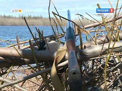 Ямальский охотник незаконно подстрелил лося и пришел в полицию с повинной