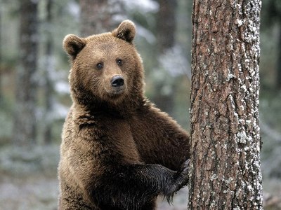 Все больше бурых медведей разгуливает по Таганаю