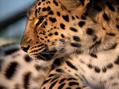 Погибшего под колесами леопарда Лагутенко подвел охотничий инстинкт