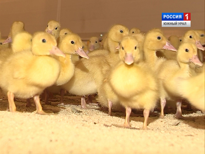 Южноуральские производители накормят утиным мясом всю страну