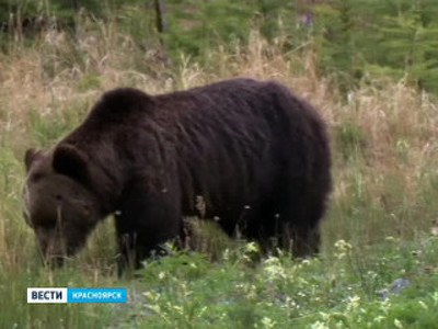 Красноярка сняла на видео, как по её дачному участку бродит медведь