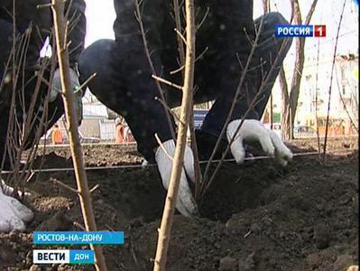К ЧМ-2018 Ростов планируют украсить хвойными растениями