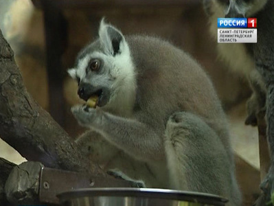 Обитатели зоопарка принимают съедобные подарки от петербуржцев