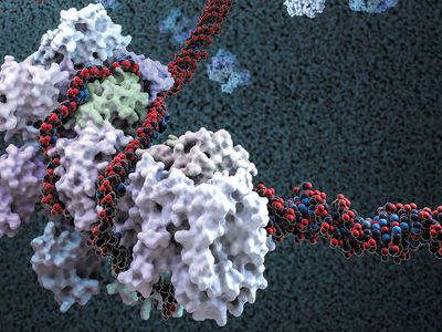 Учёные заполучили более точные молекулярные ножницы для редактирования генома