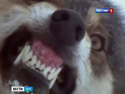 В Ростовской области бешеная волчица искусала троих человек