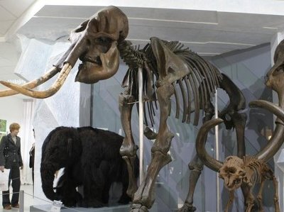Под Новосибирском нашли останки самых молодых мамонтов в Евразии