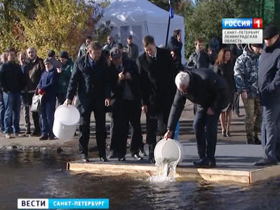 Полторы тысячи маленьких сигов выпустили в Финский залив
