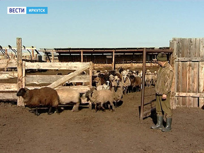 Семья из Тургеневки выиграла грант на строительство молочной фермы