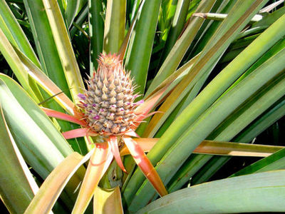 Геном ананаса раскрыл секрет устойчивых к засухе растений