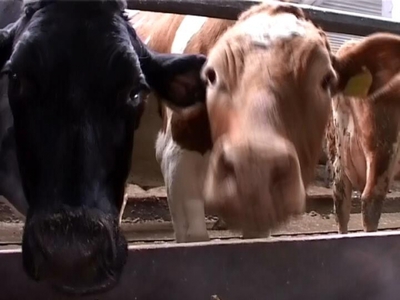 В Ульяновскую область привезут породистых буренок из Нидерландов