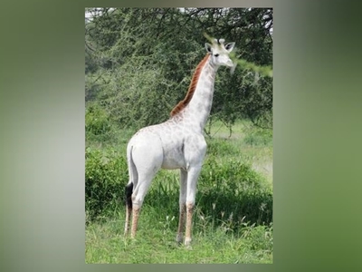 В Танзании нашли белого жирафа и назвали его в честь чистящего средства