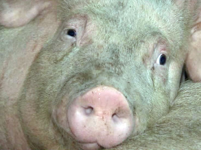 Россия может запретить импорт украинской свинины
