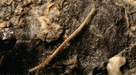 В одной из самых глубоких пещер мира биологи нашли "адскую сороконожку"