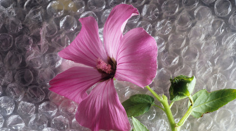 Человечество может остаться без пленки с пузырьками