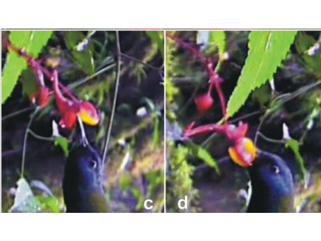 Цветок Impatiens frithii находится как бы в перевёрнутом положении, однако идеально подходит под форму клюва камерунской нектарницы (фото Michael Bartos et al./Current Biology).