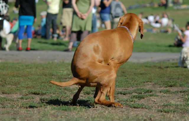 В ходе акта дефекации собаки выравнивают свои тела относительно магнитного поля Земли, предпочитая в процессе смотреть на север или на юг (фото Joshua Ganderson/Flickr).