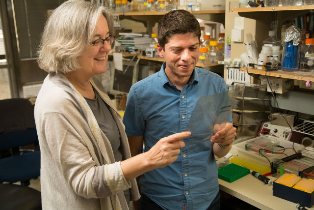 Ведущий автор исследования Вики Лундблад за работой (фото Salk Institute for Biological Studies).