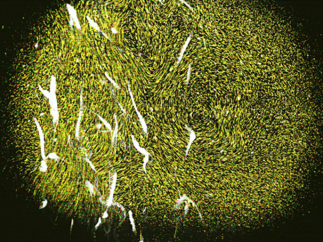 Плавающие большими группами животные создают мощное закрученное течение (фото M. Wilhelmus, JO Dabiri/Caltech). 