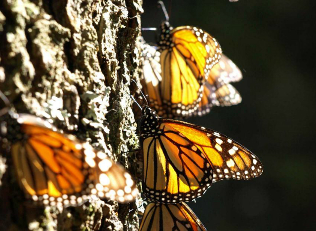 Бабочки-монархи греются в солнечных лучах на дереве ойамель во время своей зимовки в Мексике (фото Jaap de Roode). 