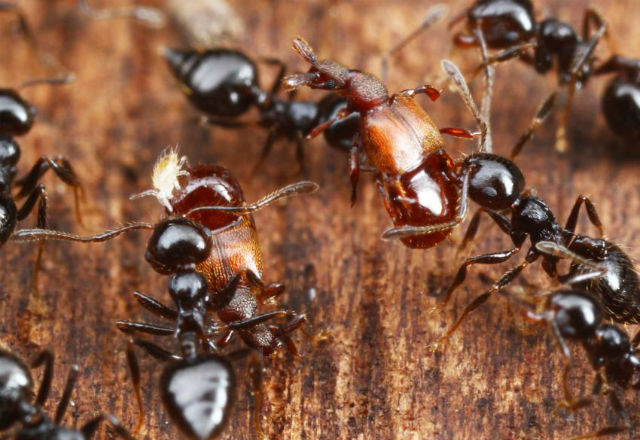 Представители рода Clavigeritae легко обманывают муравьёв и эксплуатируют их ресурсы (фото Takashi Komatsu).