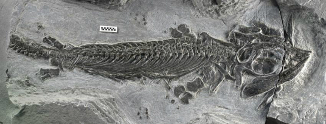 Ископаемые останки первого ихтиозавра, найденные на территории современного Китая (фото Ryosuke Motani/UC Davis). 