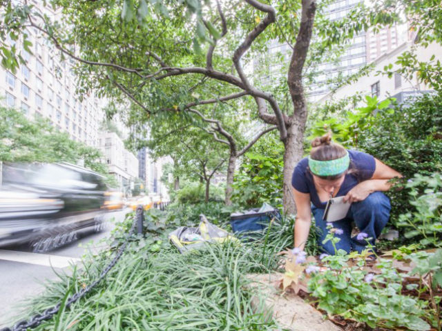 Одна из участниц исследования, энтомолог Эми Саваж (Amy Savage) ведёт наблюдение за насекомыми на разделительной полосе Бродвея (фото Lauren Nichols).