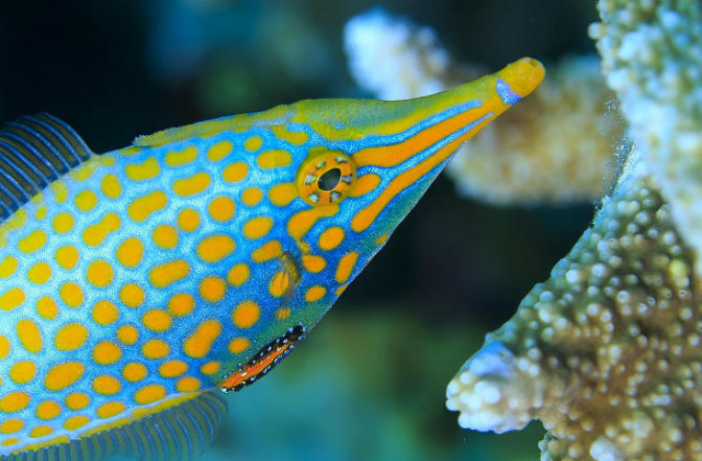 Длиннорылый оксимонакант может использовать запах поедаемой им пищи, чтобы обмануть хищников (фото Tane Sinclair-Taylor).