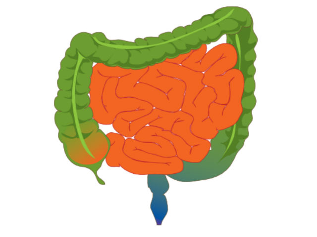 Кишечник сигнализирует о чувстве насыщения, но у больных с ожирением это происходит значительно позднее срока (иллюстрация Wikimedia Commons).