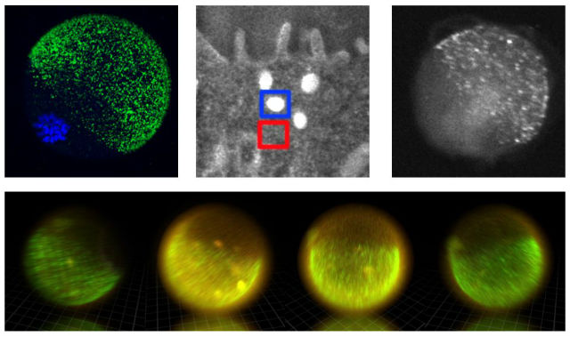 Биохимики запечатлели "вспышки" цинка, исходящие от яйцеклетки в момент оплодотворения (иллюстрация Northwestern University). 