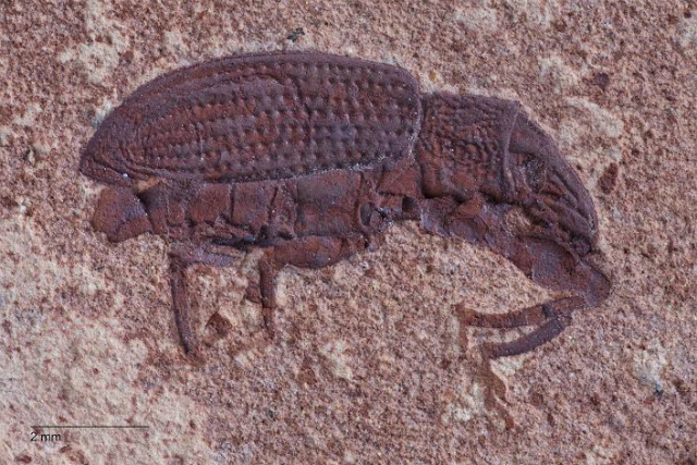 Изучив палеонтологическую летопись насекомых, учёные пришли к выводу, что жуки вымирают крайне медленно (фото Dena Smith). 