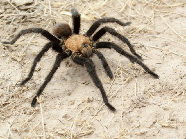 Чем быстрее движения паука-птицееда, тем хуже его координация (фото Dallas Krentzel/Wikimedia/Creative Commons). 