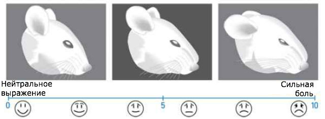 Неврологи создали "эмоциональную шкалу" для крыс (иллюстрация Paul Wootton). 