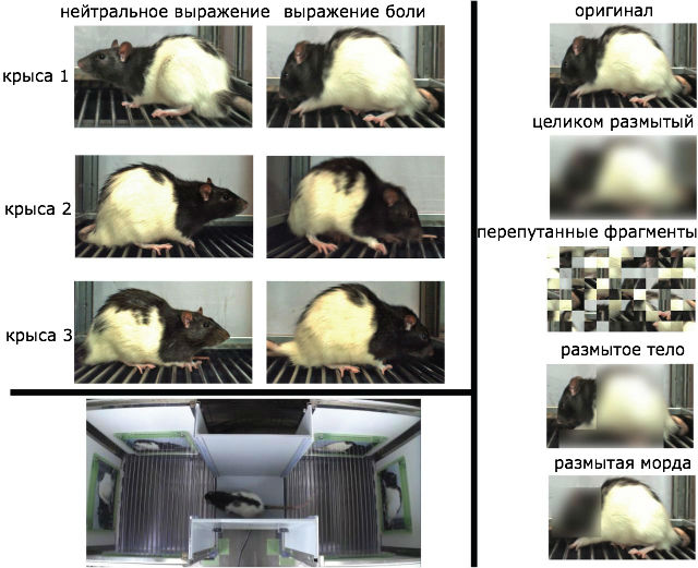 Крысы по-разному реагировали, увидев снимки страдающих сородичей и их же "братьев" с нейтральным выражением морды (Royal Society Open Science). 