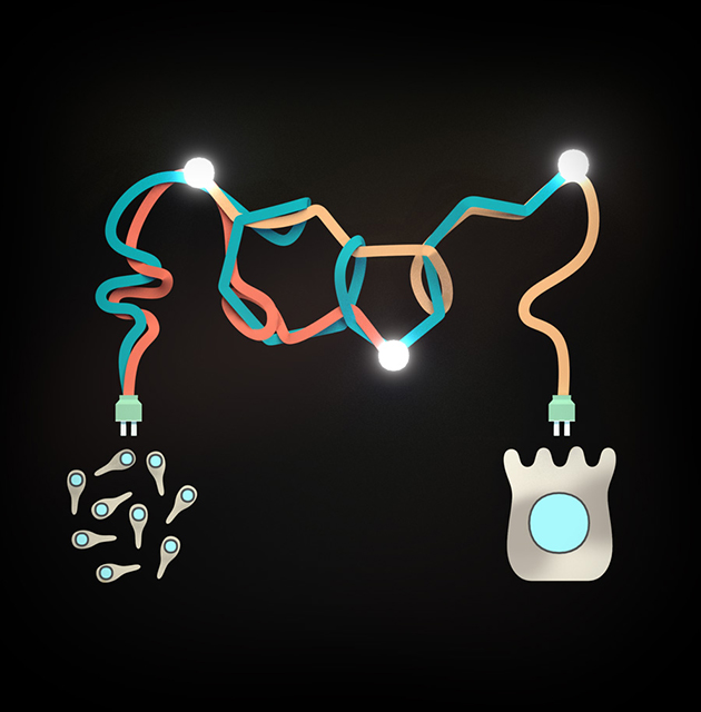 Кишечные эндокринные клетки (справа) и спорообразующие бактерии кишечника (слева) важны для биосинтеза серотонина (в центре) (иллюстрация E. Hsiao/Caltech).
