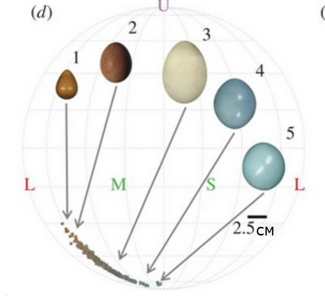 Яйца различных видов птиц (иллюстрация Biology Letters). 