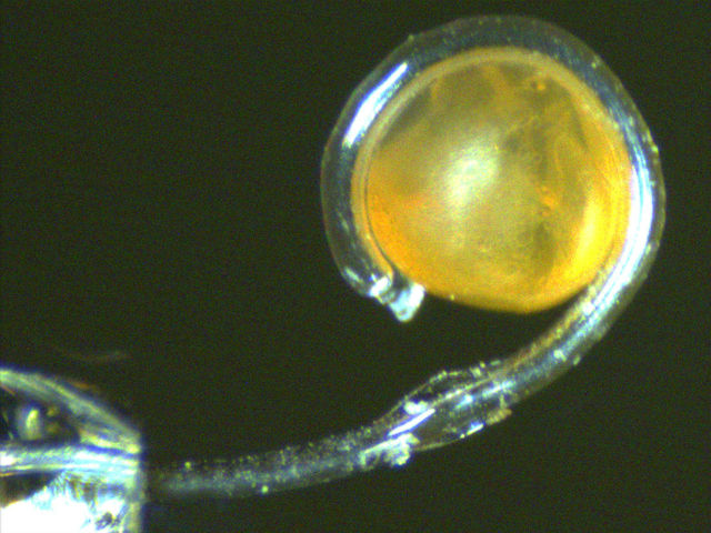 Файл загружен. Размер: 76328 байт