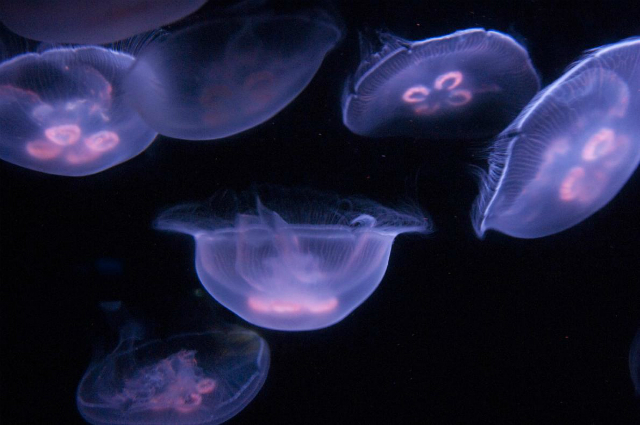 Медузы вида Aurelia aurita широко распространены в Мировом океане (фото Joel Sartore, National Geographic).