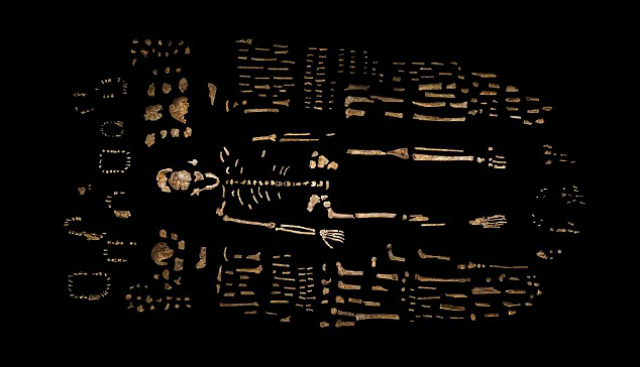 Всего учёные обнаружили около 1500 костей, принадлежащих, по всей видимости, 15 представителям вида (фото Berger et al.).