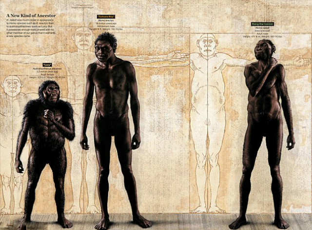 Сравнение Homo naledi с человеком прямоходящим (в центре) и австралопитеком Люси (слева) (иллюстрация John Gurche). 