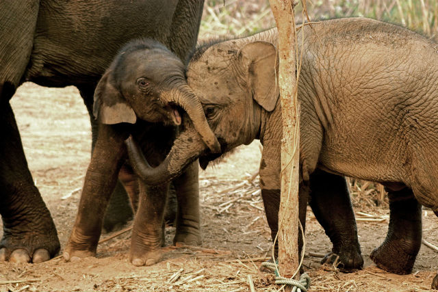 Выбраковка слонов сказывается на их социальном поведении (фото Sophie47/Wikimedia Commons). 