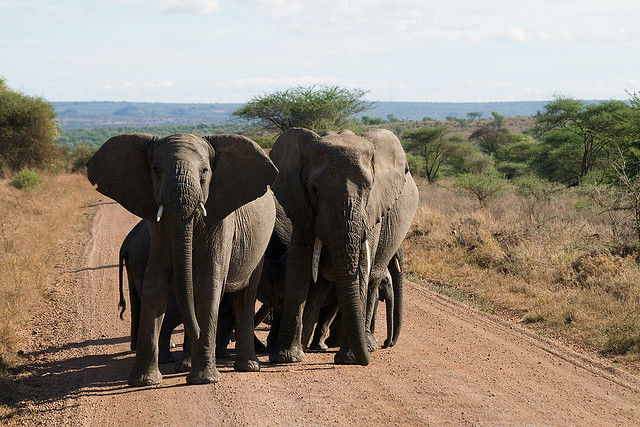 Если слоны растут без старших, то им не у кого учиться правильной реакции на голос чужака (фото Stig Nygaard/Flickr). 
