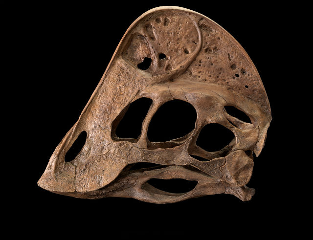 На "куриной" голове у представителей вида Anzu wyliei располагался крупный гребень (фото Donald E. Hurlbert, Smithsonian Institution).