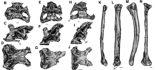 Изображения окаменелостей скелетов Anzu wyliei (иллюстрация Emma Schachner, University of Utah).